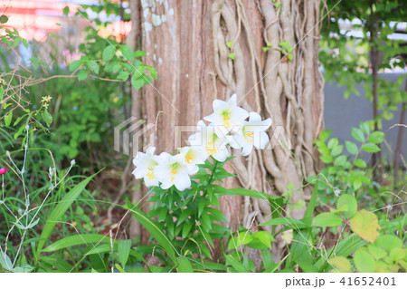 白百合の花の写真素材