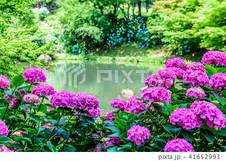 舞鶴自然文化園　紫陽花 41652993