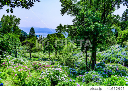 舞鶴自然文化園 紫陽花 舞鶴自然文化園 紫陽花 41652995
