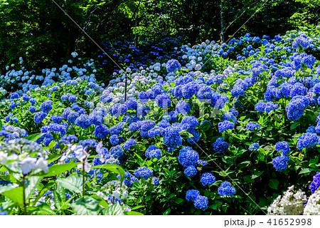 舞鶴自然文化園 紫陽花の写真素材