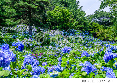 舞鶴自然文化園 紫陽花の写真素材