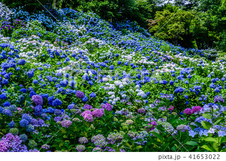 舞鶴自然文化園 紫陽花の写真素材