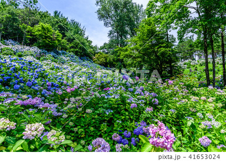 舞鶴自然文化園 紫陽花 舞鶴自然文化園 紫陽花 41653024