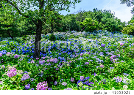 舞鶴自然文化園 紫陽花の写真素材