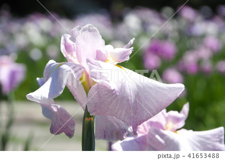 花しょうぶ 41653488