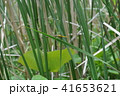 葉に止まる黄色いトンボ 葉に止まる黄色いトンボ 41653621