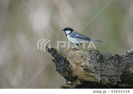 枯木に止まるシジュウカラ雄 41654158