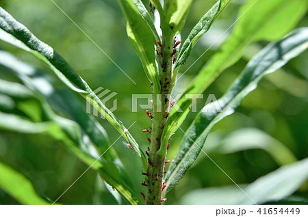 セイタカアワダチソウヒゲナガアブラムシ 41654449