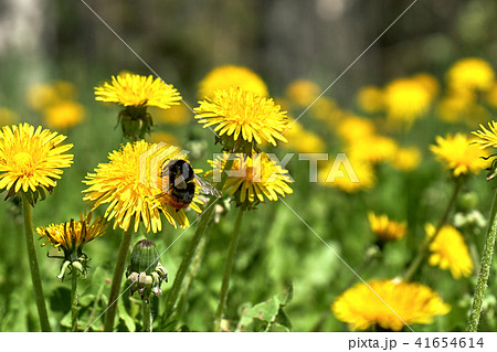 Bumblebee on a blossoming dandelian Bumblebee on a blossoming dandelian 41654614