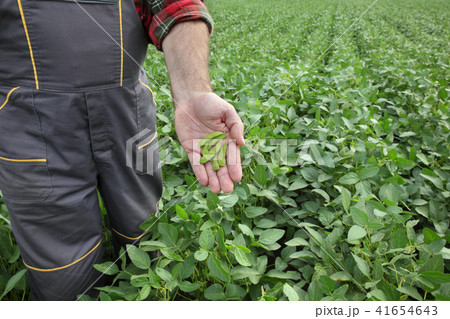 Farmer examining soy bean crop in field Farmer examining soy bean crop in field 41654643