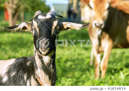 Goat and a cow grazing on a country meadow looking at the camera 41654654