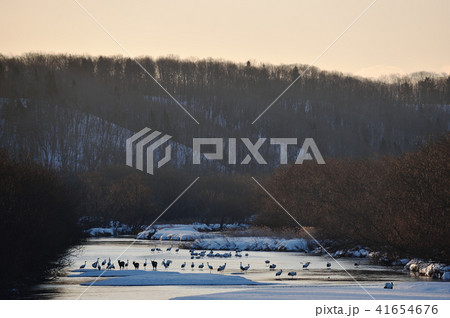 タンチョウのねぐら（北海道） 41654676