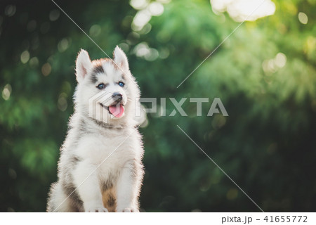 siberian husky puppy  with bokeh sunlight  41655772