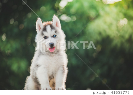 siberian husky puppy with bokeh sunlight siberian husky puppy with bokeh sunlight 41655773