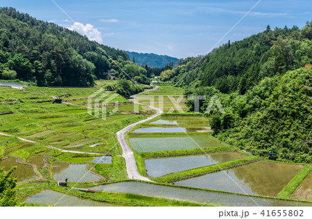 よこね田んぼの写真素材