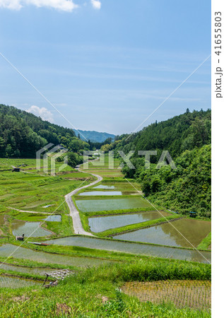 よこね田んぼの写真素材