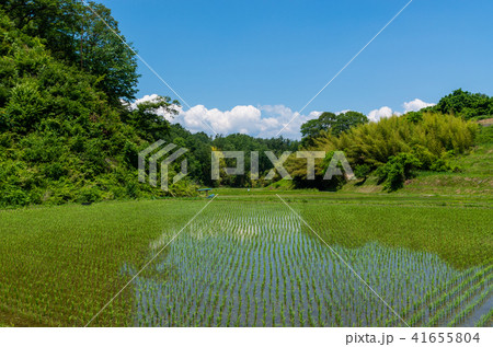 よこね田んぼの写真素材