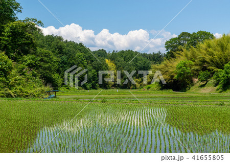 よこね田んぼの写真素材