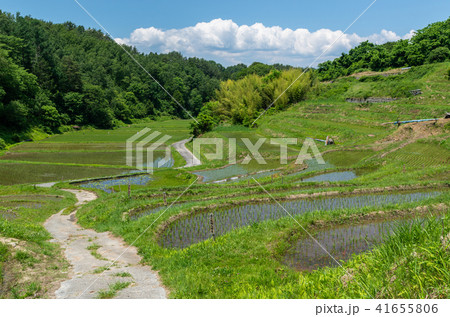 よこね田んぼの写真素材