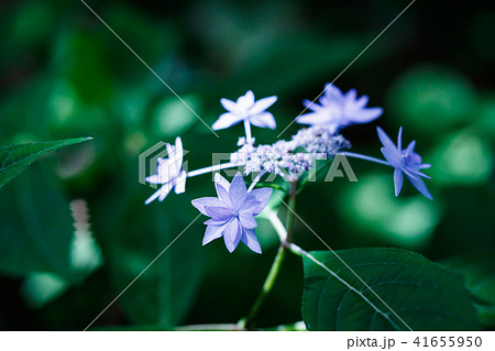 山紫陽花 七段花の写真素材