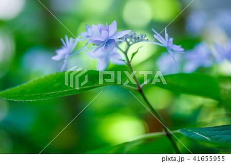 山紫陽花・七段花 山紫陽花・七段花 41655955