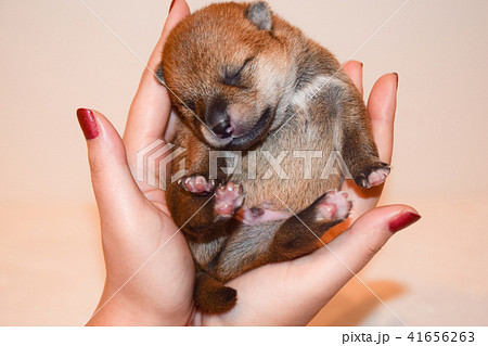 手のひらの上の柴犬の赤ちゃんの写真素材 手のひらの上の柴犬の赤ちゃんの写真素材