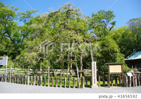 三島神社のキンモクセイ 三島神社のキンモクセイ 41656592