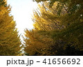 相模原北公園のイチョウの紅葉 41656692