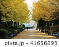 相模原北公園のイチョウの紅葉 41656693
