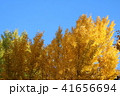 相模原北公園のイチョウの紅葉 41656694