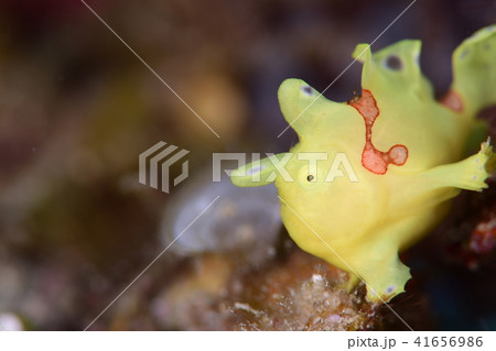 カエルアンコウ カエルアンコウ 41656986