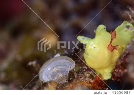 カエルアンコウ 41656987