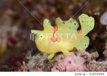 カエルアンコウ カエルアンコウ 41656989