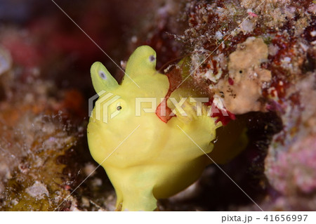 カエルアンコウ 41656997