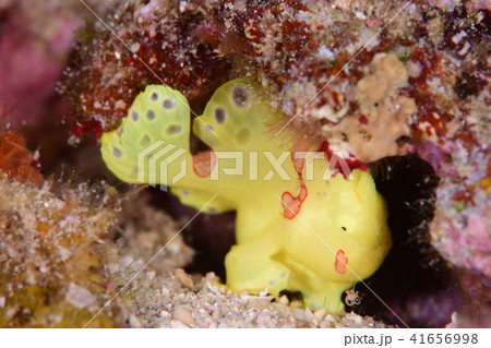 カエルアンコウ カエルアンコウ 41656998
