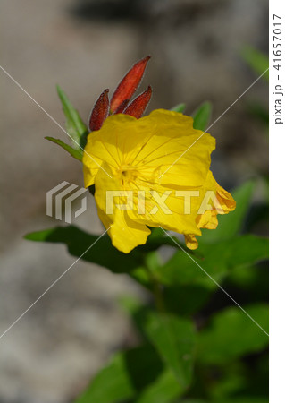Narrowleaf evening primrose Narrowleaf evening primrose 41657017