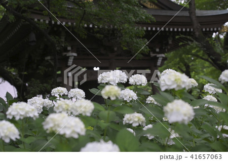川崎市妙楽寺境内のアジサイ 41657063