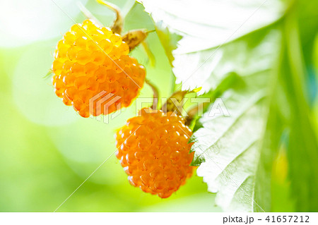 カジイチゴ 41657212