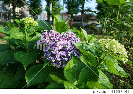 紫陽花 紫陽花 41657445