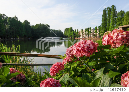 紫陽花と別所沼 41657450