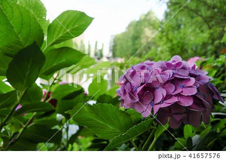 別所沼の紫陽花 別所沼の紫陽花 41657576