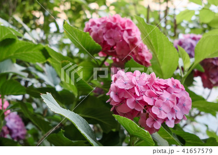 別所沼の紫陽花 41657579