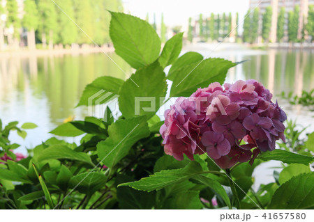 別所沼の紫陽花 41657580
