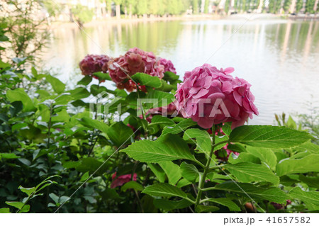 別所沼の紫陽花 別所沼の紫陽花 41657582