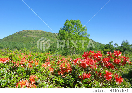 湯の丸高原のレンゲツツジの写真素材