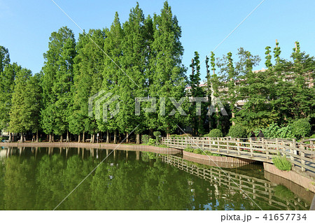 別所沼公園 さいたま市南区 別所沼公園 さいたま市南区 41657734