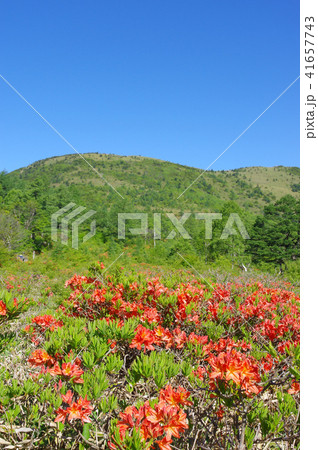 湯の丸高原のレンゲツツジ 41657743