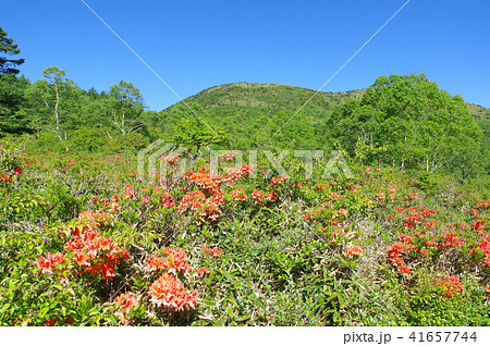湯の丸高原のレンゲツツジ 41657744
