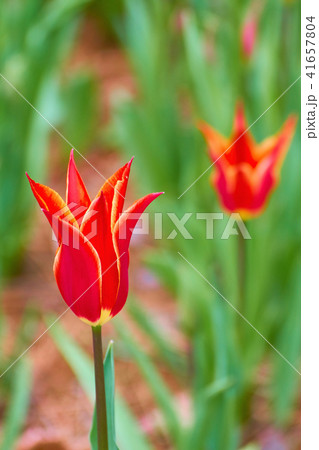 アラジン チューリップ アラジン チューリップ 41657804