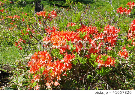 湯の丸高原のレンゲツツジ 41657826